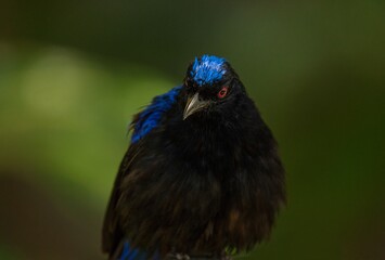 This macro image shows a detailed front view portrait of a Metallic Starling (Aplonis metallica) bird with ruffled feathers and bright red eyes.