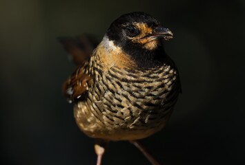 This nature image showcases a a cute female Spotted Laughingthrush (Ianthocincla ocellata) observing it's surroundings and guarding it's nest. 