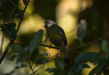 This macro image showcases the rear view of a wild small grey bird with yellow feathers perched on a branch.