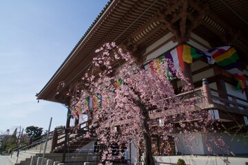 西新井大師の春　満開の桜の季節