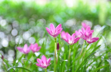 Pink zephyranthes flowers and green leaves background.