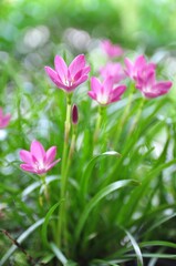Pink zephyranthes flowers and green leaves background.