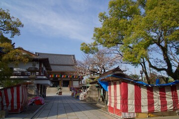 西新井大師の春　満開の桜の季節