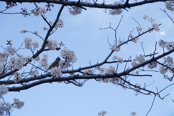 Fototapeta na wymiar 御穂鹿島神社側の桜（本芝公園）と枝にとまるムクドリと月