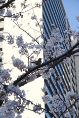 御穂鹿島神社側の桜（本芝公園）と枝にとまるムクドリと月