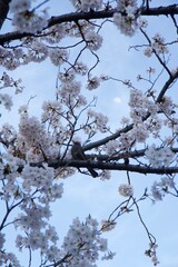 御穂鹿島神社側の桜（本芝公園）と枝にとまるムクドリと月