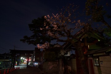 Fototapeta na wymiar 池上本門寺夜景　満開の桜と本門寺