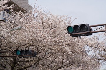 中野区新井薬師の満開の桜
ソメイヨシノ