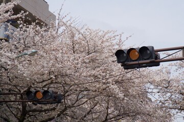 中野区新井薬師の満開の桜
ソメイヨシノ