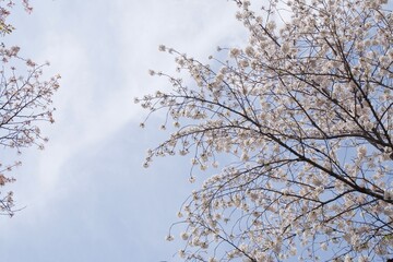 中野区新井薬師の満開の桜
ソメイヨシノ