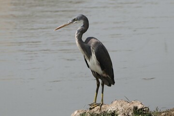 great blue heron