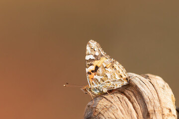 Australian Painted Lady butterfly (Vanessa kershawi) perched on wood.
