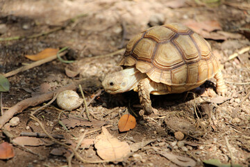 African Sulcata Tortoise Natural Habitat,Close up African spurred tortoise resting in the garden, Slow life ,Africa spurred tortoise sunbathe on ground with his protective shell ,Beautiful Tortoise