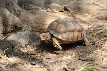 African Sulcata Tortoise Natural Habitat,Close up African spurred tortoise resting in the garden, Slow life ,Africa spurred tortoise sunbathe on ground with his protective shell ,Beautiful Tortoise