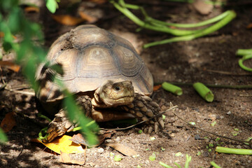 African Sulcata Tortoise Natural Habitat,Close up African spurred tortoise resting in the garden, Slow life ,Africa spurred tortoise sunbathe on ground with his protective shell ,Beautiful Tortoise