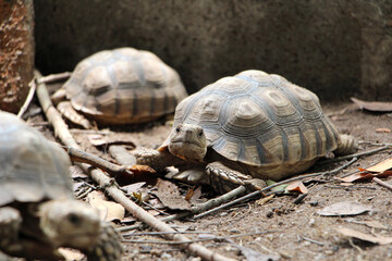 African Sulcata Tortoise Natural Habitat,Close up African spurred tortoise resting in the garden, Slow life ,Africa spurred tortoise sunbathe on ground with his protective shell ,Beautiful Tortoise