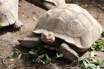 African Sulcata Tortoise Natural Habitat,Close up African spurred tortoise resting in the garden, Slow life ,Africa spurred tortoise sunbathe on ground with his protective shell ,Beautiful Tortoise