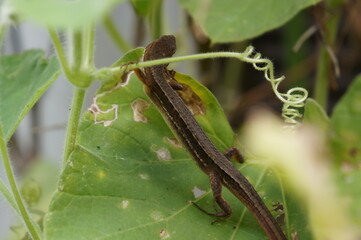 Japanese grass lizard climbing a leaf