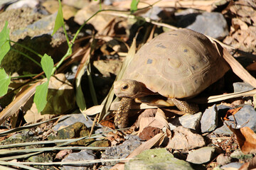 Elongated tortoise in the nature, Indotestudo elongata ,Tortoise sunbathe on ground with his protective shell ,Tortoise from Southeast Asia and parts of South Asia ,High yellow Tortoise
