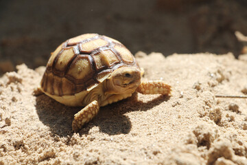 African Sulcata Tortoise Natural Habitat,Close up African spurred tortoise resting in the garden, Slow life ,Africa spurred tortoise sunbathe on ground with his protective shell ,Beautiful Tortoise