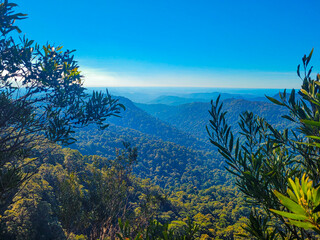 Canyon view at Springbrook National Park