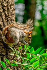 Ardilla comiendo sobre un árbol en el bosque en México
