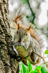 Ardilla comiendo sobre un &aacute;rbol en el bosque en M&eacute;xico