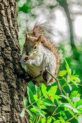 Ardilla comiendo sobre un árbol en el bosque en México