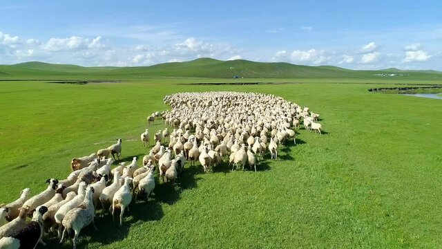 Aerial shot, a flock of sheep running on grassland of Inner Mongolia