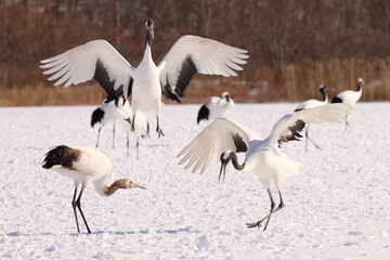 タンチョウの家族の求愛ダンス