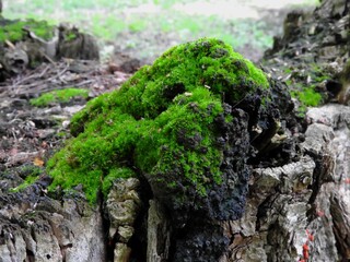 moss covered tree