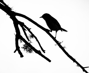 Bird shadow