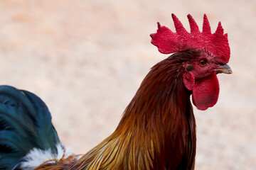 Close up of rooster on a blurred background.
