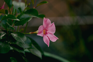 pink and white room flower outdoors in hot warm summerday