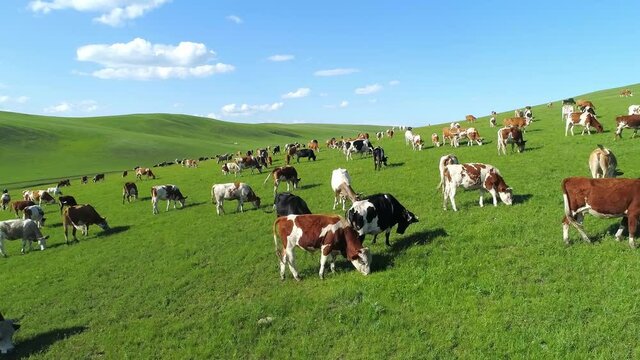 Aerial photography of many cows grazing on the grassland of Inner Mongolia