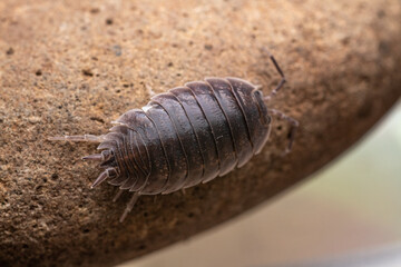 fotografias macro de Oniscidea, cochinillas de la humedad o chanchitos de tierra