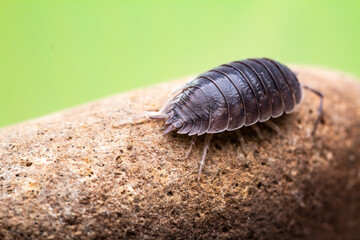 fotografias macro de Oniscidea, cochinillas de la humedad o chanchitos de tierra