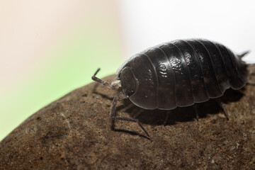 fotografias macro de Oniscidea, cochinillas de la humedad o chanchitos de tierra