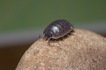 fotografias macro de Oniscidea, cochinillas de la humedad o chanchitos de tierra