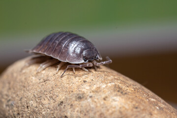 fotografias macro de Oniscidea, cochinillas de la humedad o chanchitos de tierra