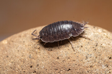 fotografias macro de Oniscidea, cochinillas de la humedad o chanchitos de tierra