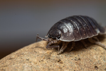 fotografias macro de Oniscidea, cochinillas de la humedad o chanchitos de tierra