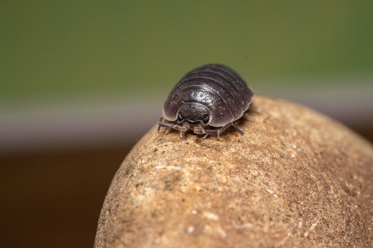 fotografias macro de Oniscidea, cochinillas de la humedad o chanchitos de tierra