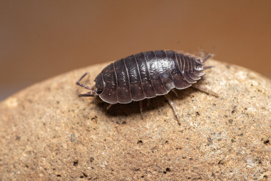 fotografias macro de Oniscidea, cochinillas de la humedad o chanchitos de tierra
