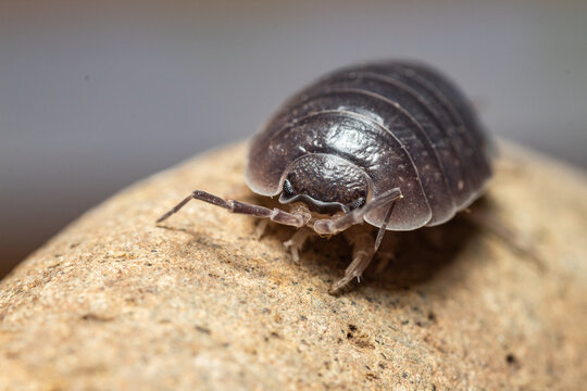 fotografias macro de Oniscidea, cochinillas de la humedad o chanchitos de tierra
