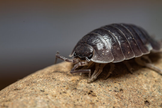fotografias macro de Oniscidea, cochinillas de la humedad o chanchitos de tierra