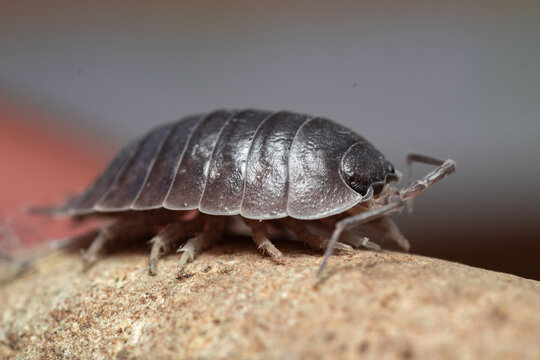fotografias macro de Oniscidea, cochinillas de la humedad o chanchitos de tierra