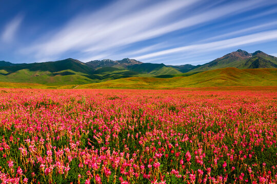 Field with flowers in mountain valley. Summer landscape during sunset © Anton Petrus