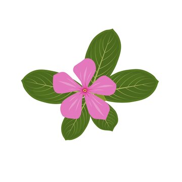 Vector illustration, Madagascar periwinkle or Catharanthus roseus isolated on white background, is a useful plant for herbal medicine.