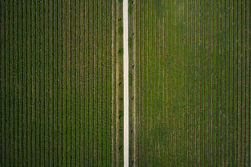 Vineyard plantation texture top view. A country road crosses vineyard plantations, top view....